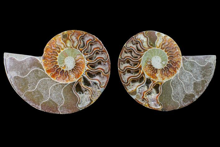 Bargain, Cut & Polished Ammonite Fossil - Madagascar #148016